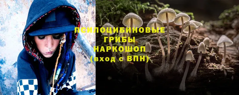 hydra как зайти  Верхоянск  Галлюциногенные грибы Psilocybe 